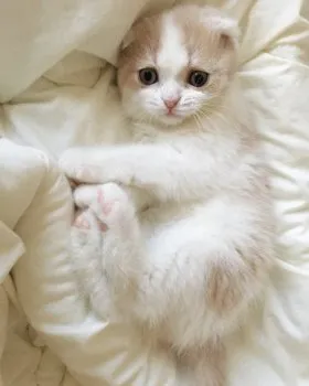みかん 様のお迎えした子猫
