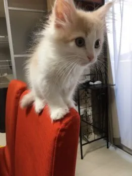 テキーラ 様のお迎えした子猫