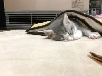 そら豆 様のお迎えした子猫