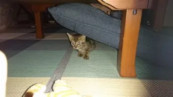 レン 様のお迎えした子猫