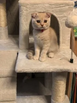 Y.C 様のお迎えした子猫