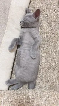 A.Ｉ 様のお迎えした子猫