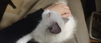 うか 様のお迎えした子猫