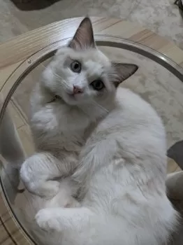 もさもささん 様のお迎えした子猫