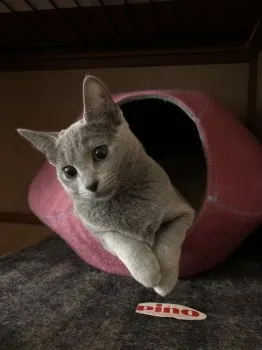 めぐママ 様のお迎えした子猫
