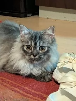 川原 様のお迎えした子猫