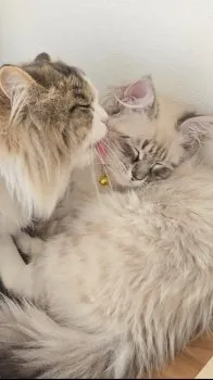 T 様のお迎えした子猫