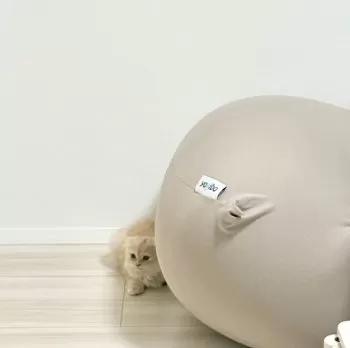 ろれった 様のお迎えした子猫