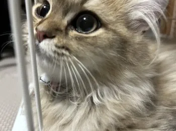 じゅん 様のお迎えした子猫