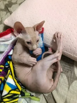 N.O. 様のお迎えした子猫