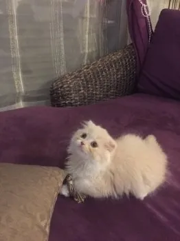 みー 様のお迎えした子猫