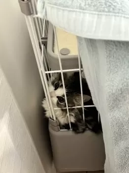 ぺいぺい 様のお迎えした子猫