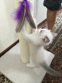 サラのパパ 様のお迎えした子猫