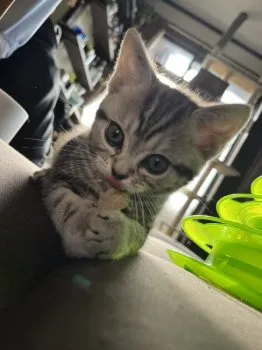 わびすけ&つぶら 様のお迎えした子猫