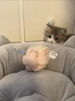 FM 様のお迎えした子猫