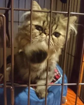 和ママ 様のお迎えした子猫