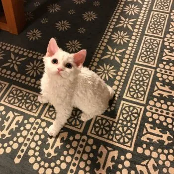 ちえこ 様のお迎えした子猫