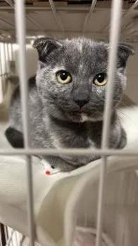 A.Ｉ 様のお迎えした子猫