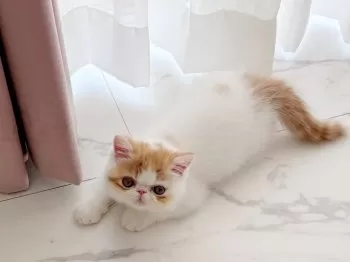 Y.N 様のお迎えした子猫