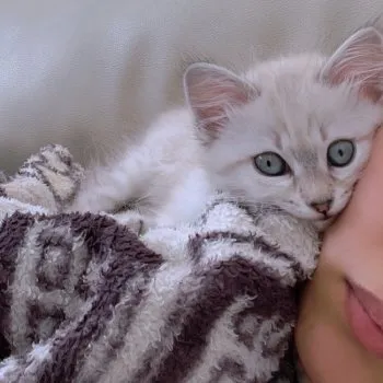 ゆいゆい 様のお迎えした子猫