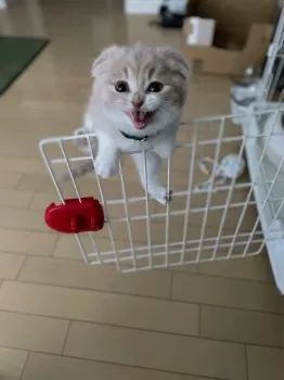 OHTANI 様のお迎えした子猫