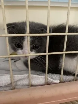 S.K 様のお迎えした子猫