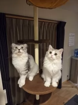 K.K 様のお迎えした子猫
