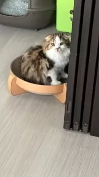 K.M 様のお迎えした子猫