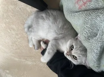 A.O 様のお迎えした子猫