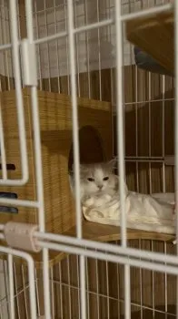 A.Ｉ 様のお迎えした子猫