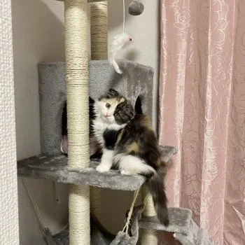 Y.K 様のお迎えした子猫