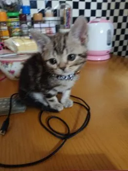 愛光 様のお迎えした子猫