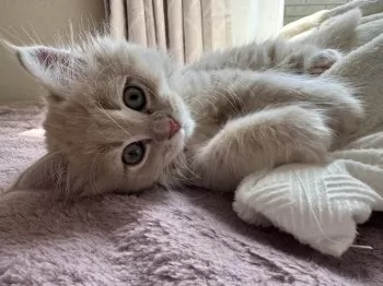 A.S 様のお迎えした子猫
