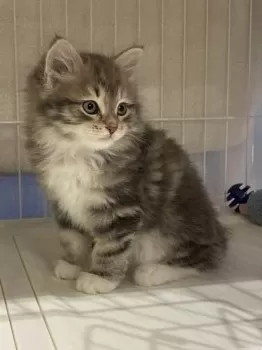 リンリン 様のお迎えした子猫