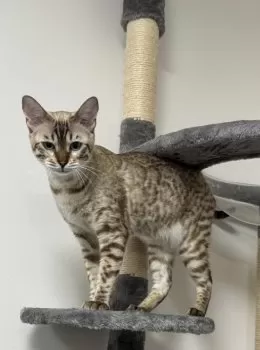 rokuo6780 様のお迎えした子猫