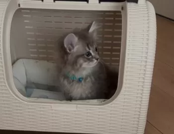 E.H 様のお迎えした子猫