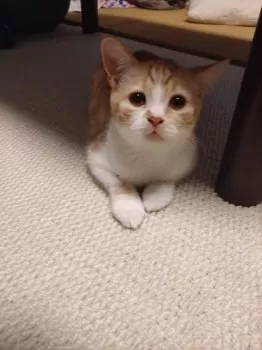 ピーチ 様のお迎えした子猫