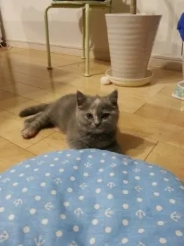 エリ 様のお迎えした子猫