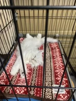 A.N 様のお迎えした子猫
