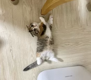 M.O 様のお迎えした子猫