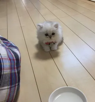 めんたいこ 様のお迎えした子猫