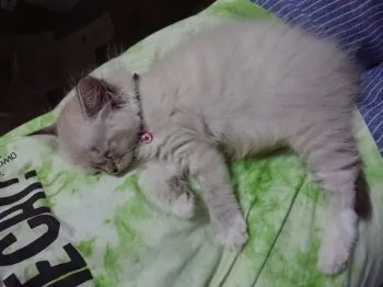 高橋洋子 様のお迎えした子猫