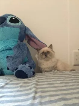 sylviasaya 様のお迎えした子猫