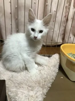 ティアラ 様のお迎えした子猫