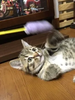 みゅう 様のお迎えした子猫