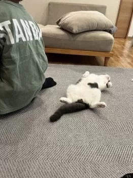 しょうこ 様のお迎えした子猫