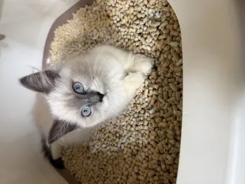 S.M 様のお迎えした子猫