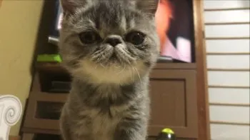 M.Ｉ 様のお迎えした子猫