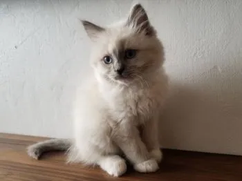 YUMIX 様のお迎えした子猫