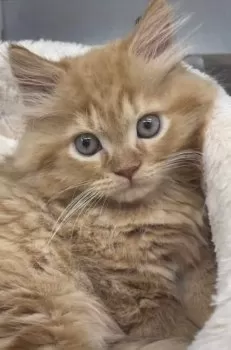 yuka 様のお迎えした子猫